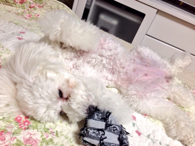 f:id:m-chou06181120146:20150304224635j:plain f:id:m-chou06181120146:20150304224635j:plain