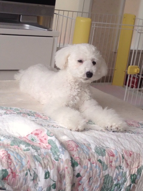 f:id:m-chou06181120146:20150304224714j:plain f:id:m-chou06181120146:20150304224714j:plain