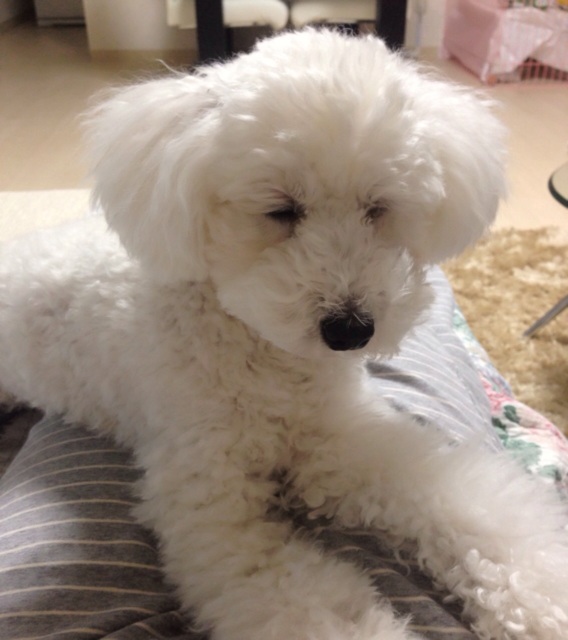 f:id:m-chou06181120146:20150304224729j:plain f:id:m-chou06181120146:20150304224729j:plain