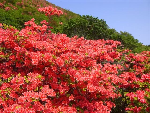 f:id:m-chou06181120146:20150531223202j:image f:id:m-chou06181120146:20150531223202j:image