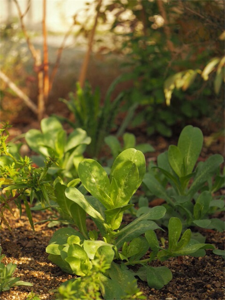 f:id:m-garden-life:20151121104617j:image f:id:m-garden-life:20151121104617j:image