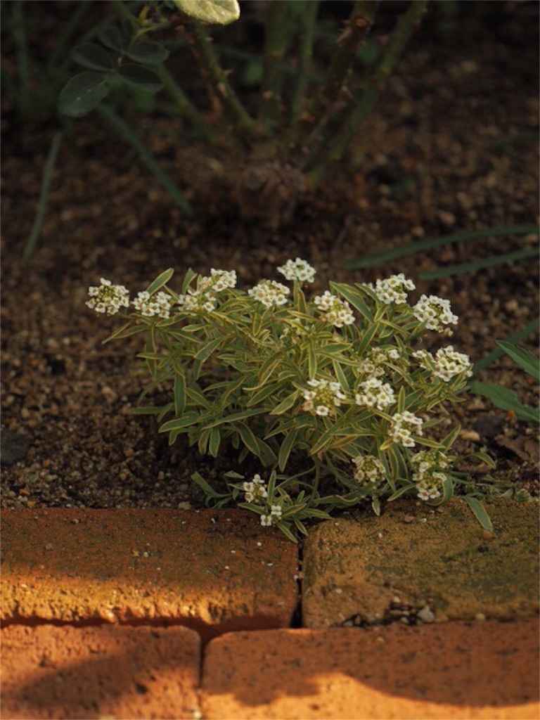 f:id:m-garden-life:20151121104944j:image f:id:m-garden-life:20151121104944j:image