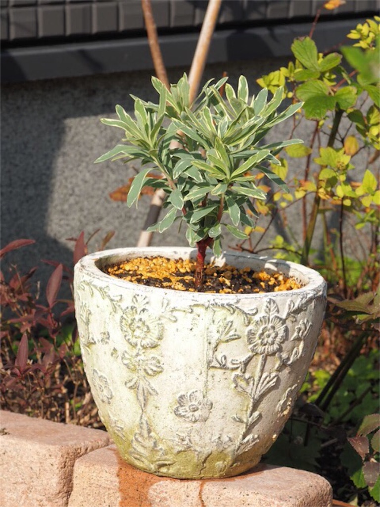 f:id:m-garden-life:20151121105036j:image f:id:m-garden-life:20151121105036j:image