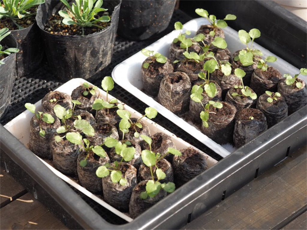 f:id:m-garden-life:20151121105316j:image f:id:m-garden-life:20151121105316j:image