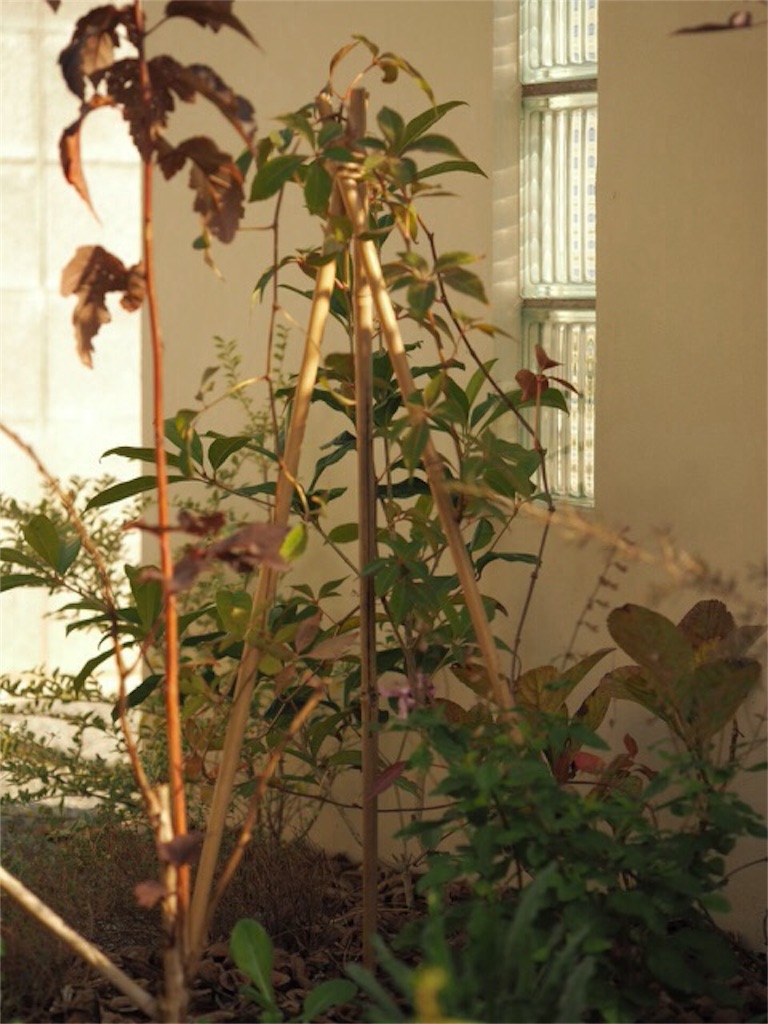 f:id:m-garden-life:20151121105417j:image f:id:m-garden-life:20151121105417j:image