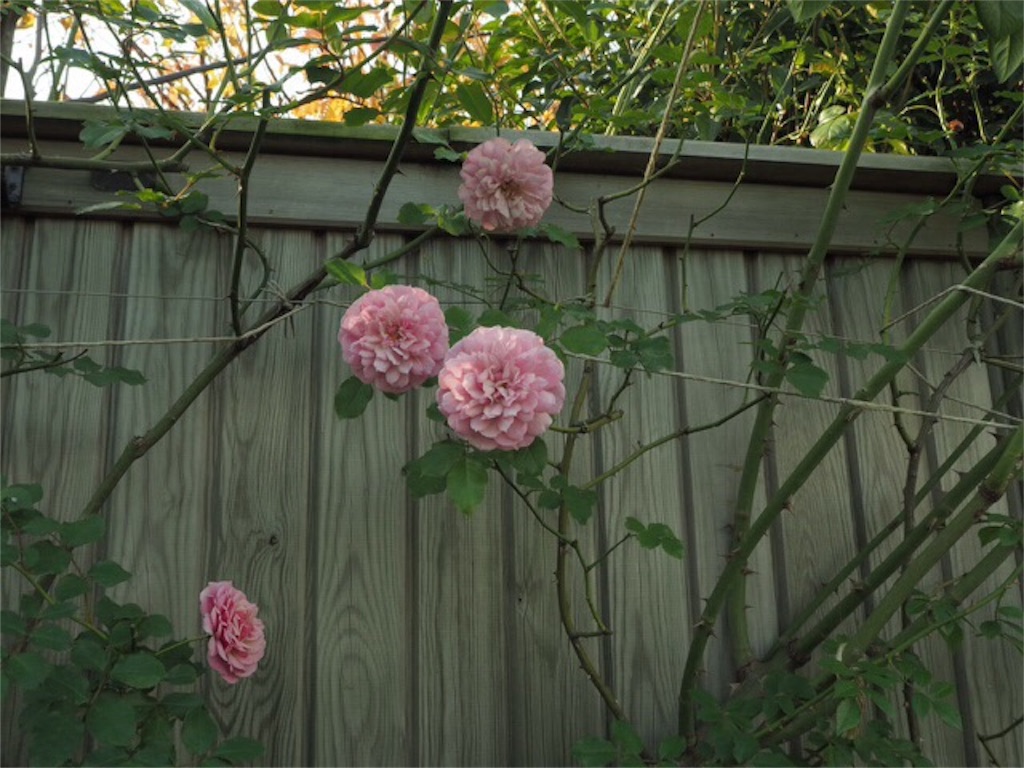 f:id:m-garden-life:20151130194603j:image f:id:m-garden-life:20151130194603j:image