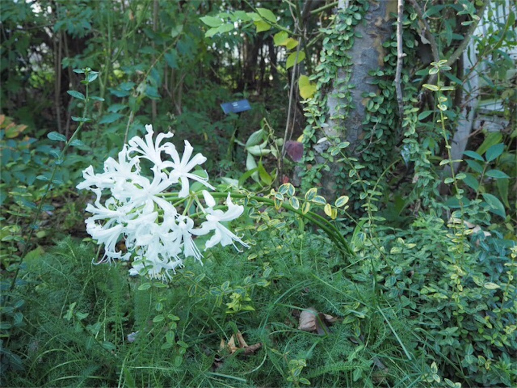 f:id:m-garden-life:20151130194634j:image f:id:m-garden-life:20151130194634j:image