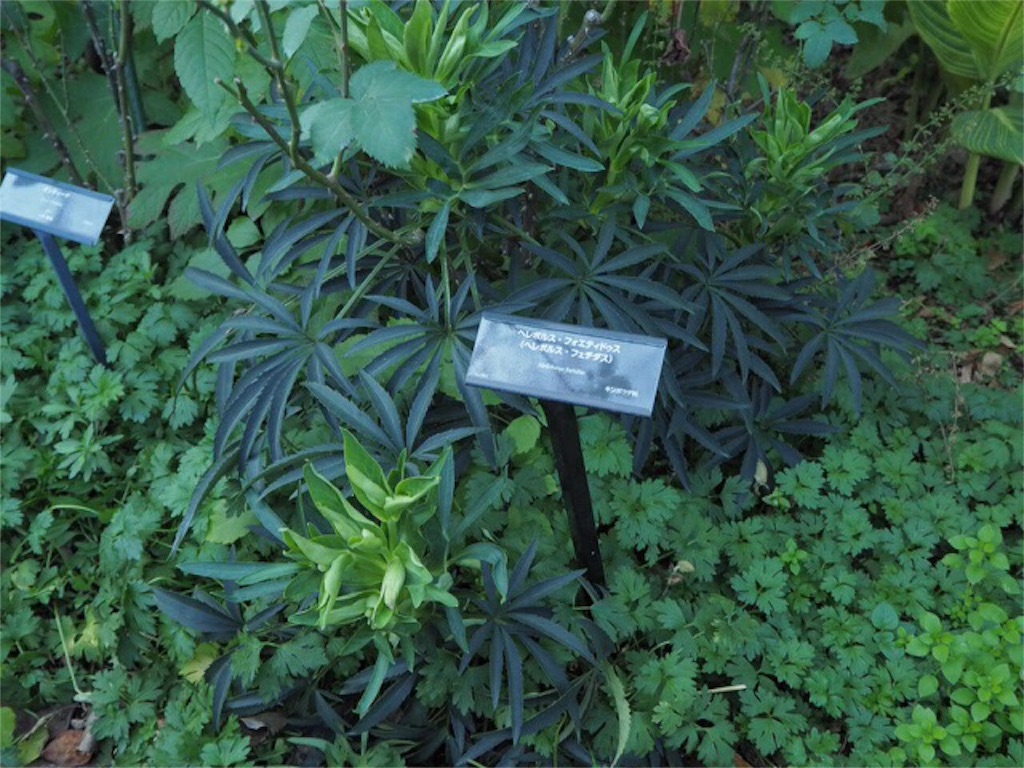 f:id:m-garden-life:20151130194645j:image f:id:m-garden-life:20151130194645j:image
