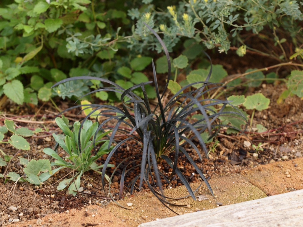 f:id:m-garden-life:20151201170059j:image f:id:m-garden-life:20151201170059j:image