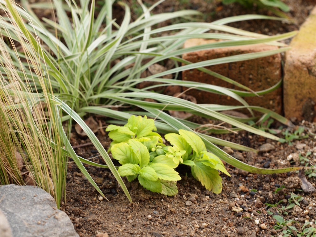 f:id:m-garden-life:20151201170713j:image f:id:m-garden-life:20151201170713j:image