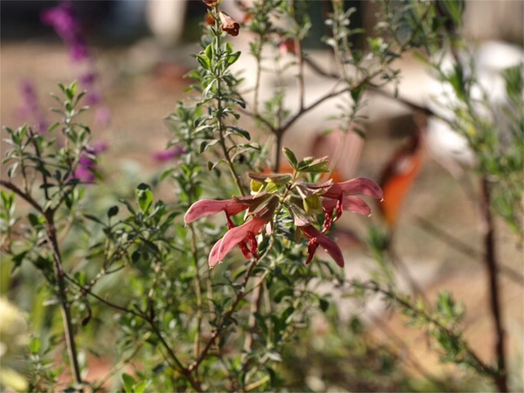 f:id:m-garden-life:20151201171353j:image f:id:m-garden-life:20151201171353j:image