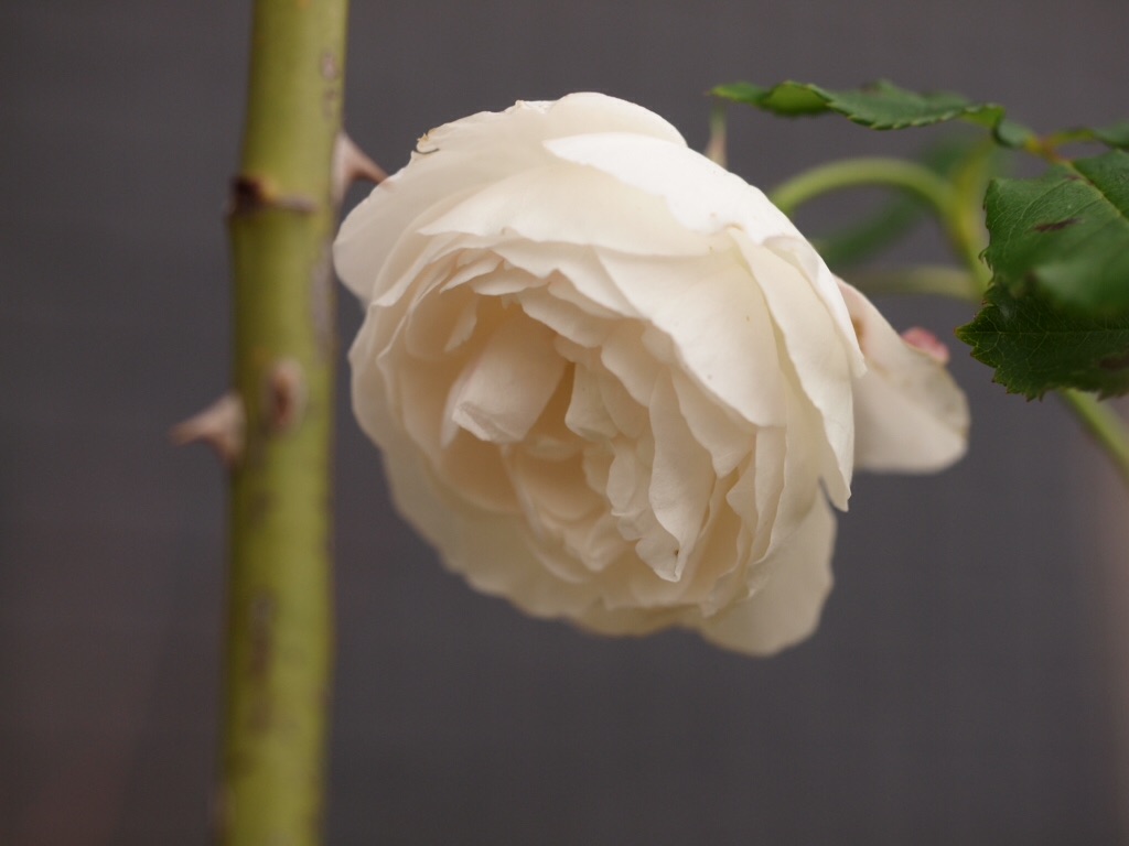 f:id:m-garden-life:20151205110834j:image f:id:m-garden-life:20151205110834j:image