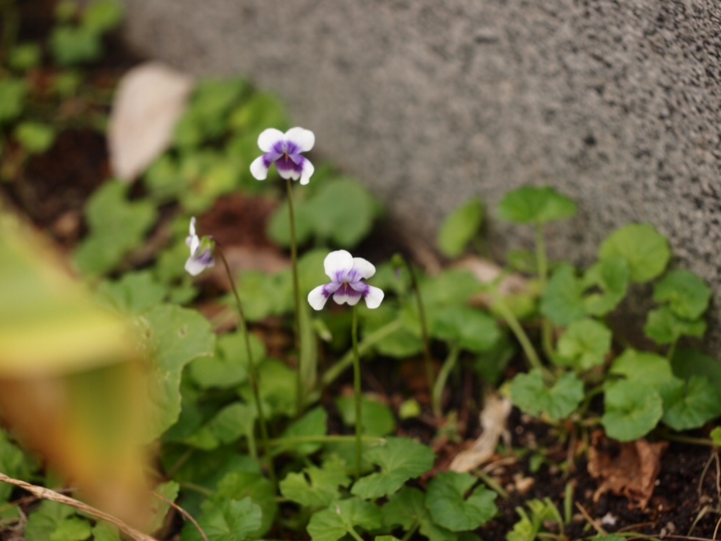 f:id:m-garden-life:20151205111509j:image f:id:m-garden-life:20151205111509j:image