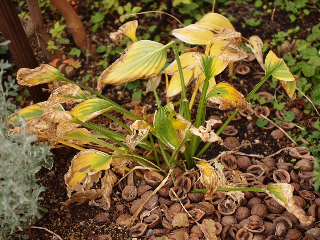 f:id:m-garden-life:20151205111609j:image f:id:m-garden-life:20151205111609j:image