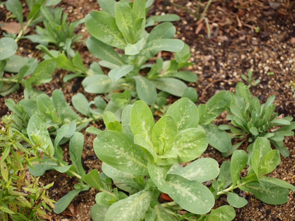 f:id:m-garden-life:20151205111801j:image f:id:m-garden-life:20151205111801j:image