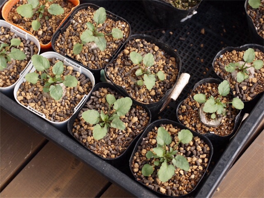 f:id:m-garden-life:20151205112521j:image f:id:m-garden-life:20151205112521j:image