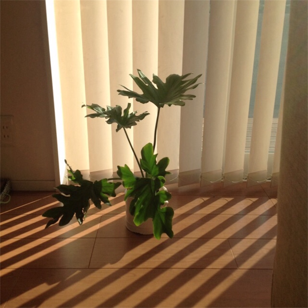 f:id:m-garden-life:20160209154707j:image f:id:m-garden-life:20160209154707j:image