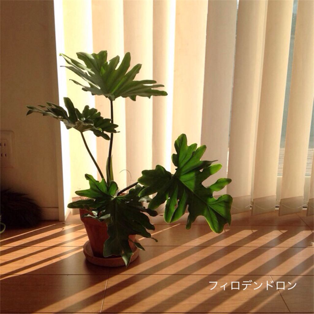 f:id:m-garden-life:20160209154903p:image f:id:m-garden-life:20160209154903p:image
