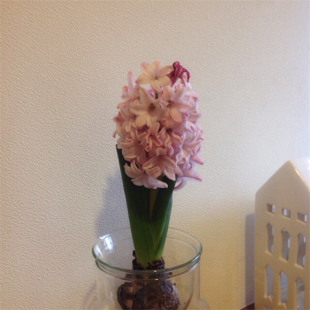 f:id:m-garden-life:20160213160205j:image f:id:m-garden-life:20160213160205j:image