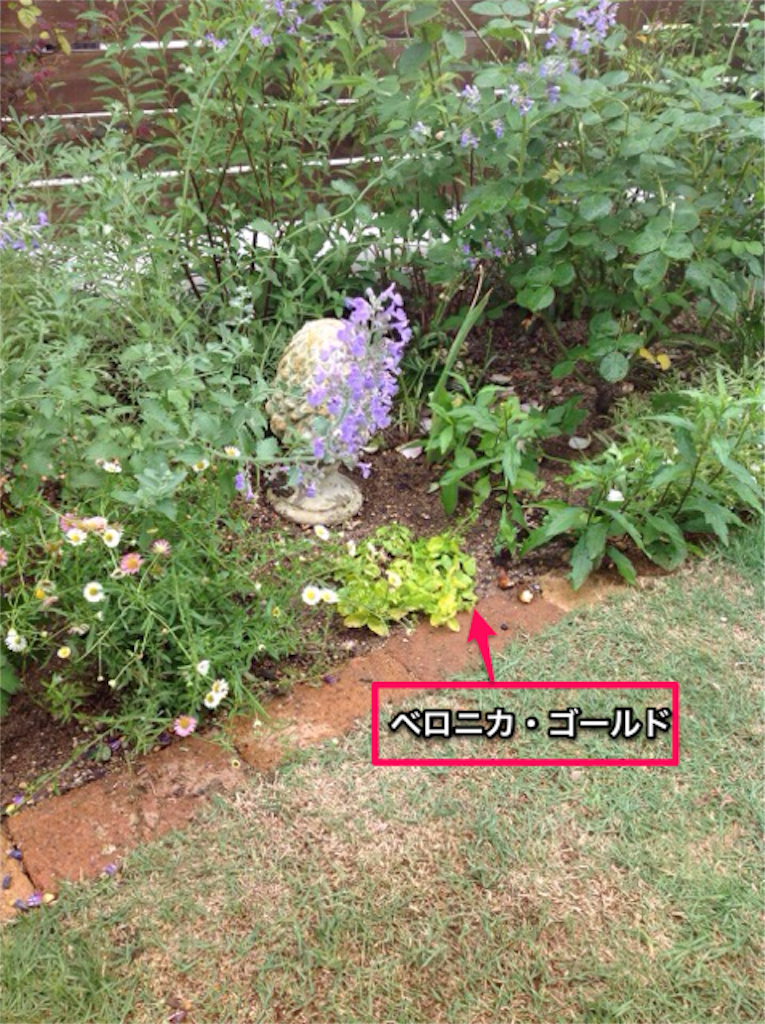 f:id:m-garden-life:20160521171606p:image f:id:m-garden-life:20160521171606p:image