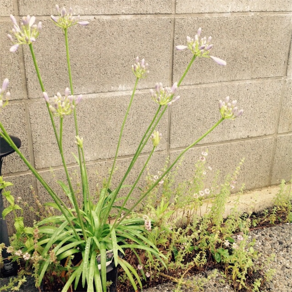 f:id:m-garden-life:20160620155401j:image f:id:m-garden-life:20160620155401j:image