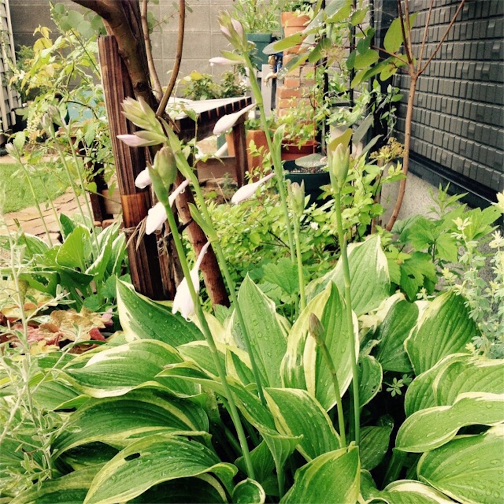 f:id:m-garden-life:20160620155613j:image f:id:m-garden-life:20160620155613j:image
