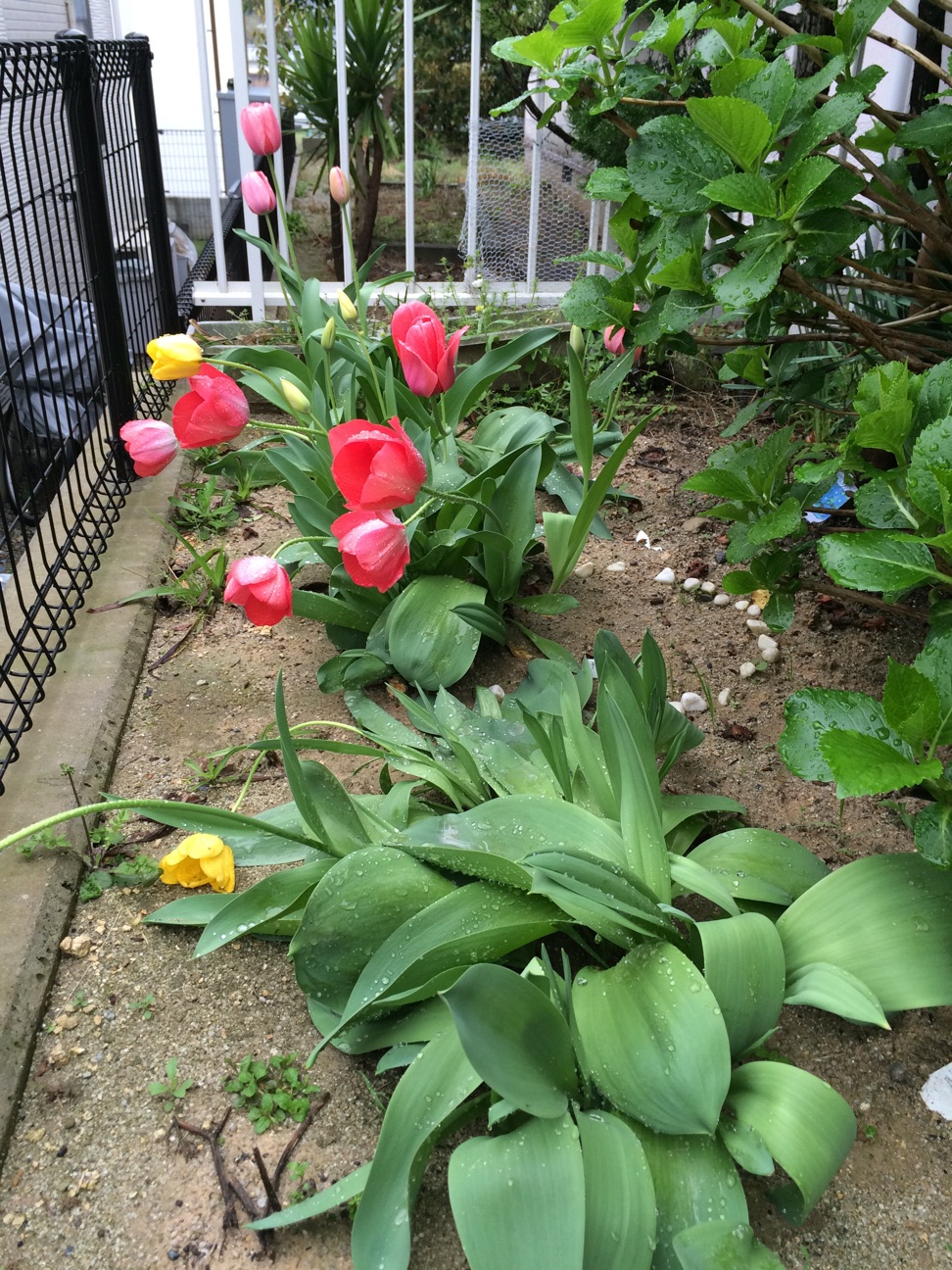 f:id:m-hatch:20150405214731j:plain f:id:m-hatch:20150405214731j:plain