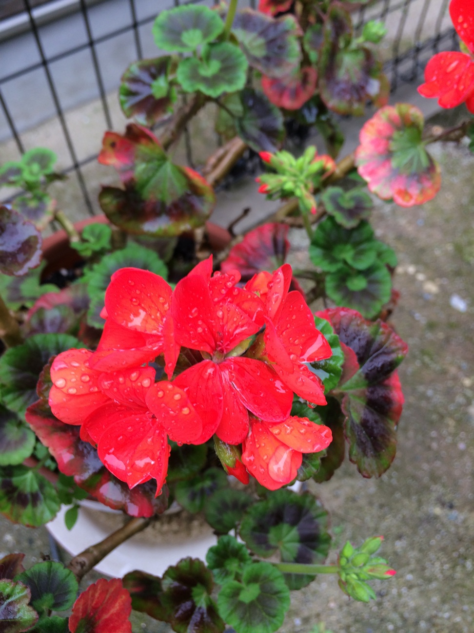 f:id:m-hatch:20150405215141j:plain f:id:m-hatch:20150405215141j:plain