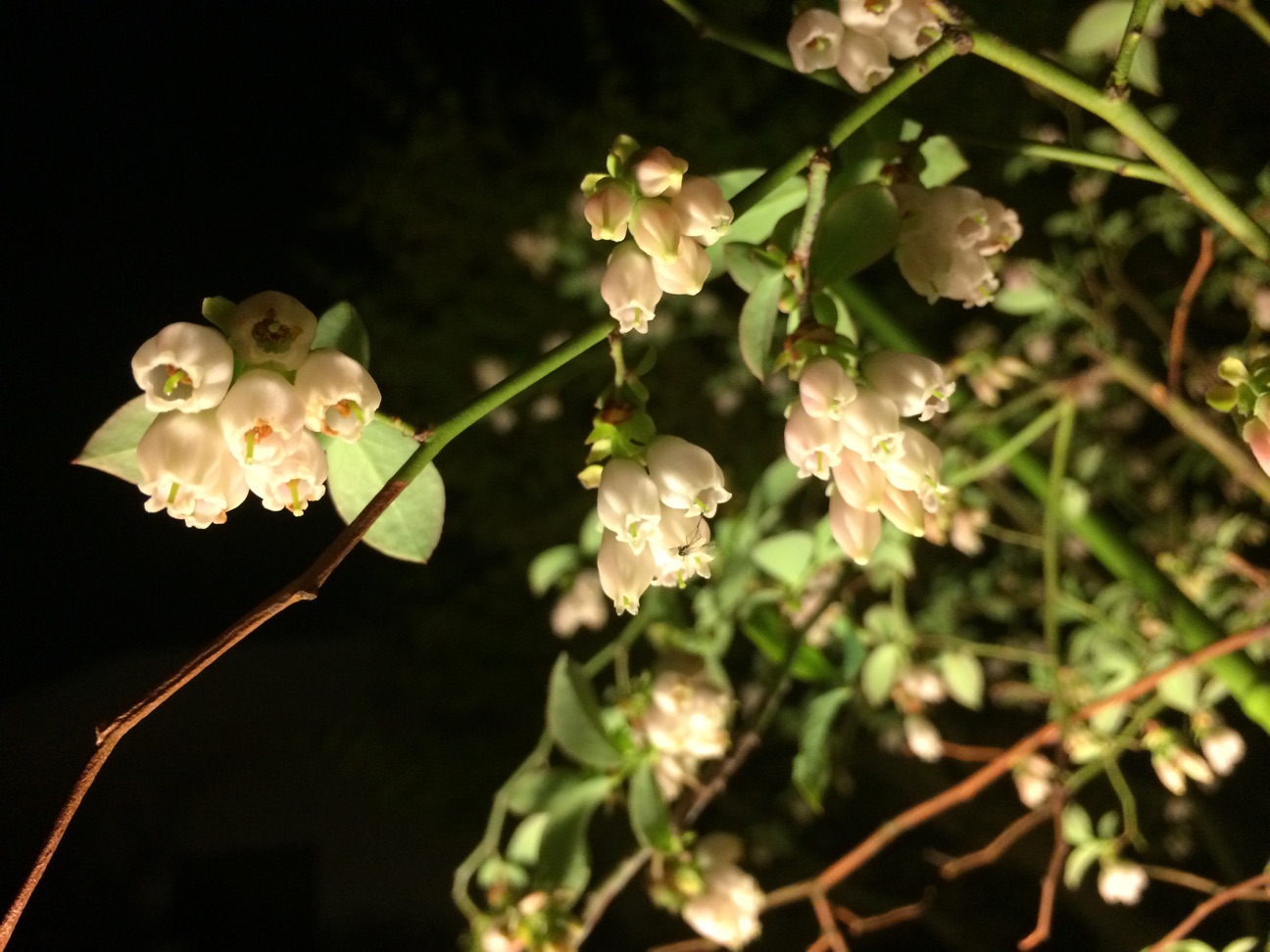 f:id:m-hatch:20150405222341j:plain f:id:m-hatch:20150405222341j:plain