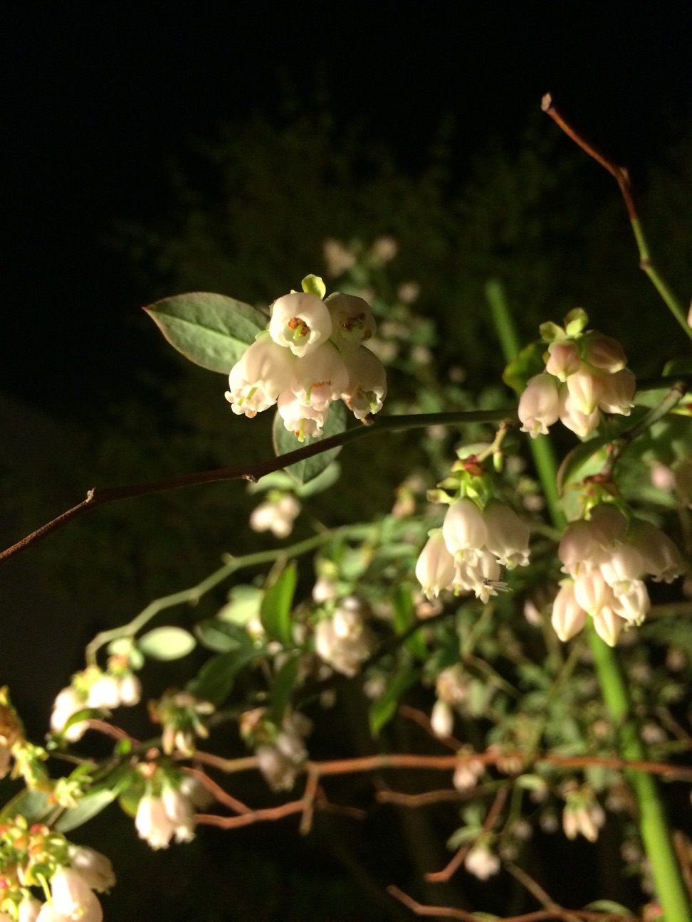 f:id:m-hatch:20150405222455j:plain f:id:m-hatch:20150405222455j:plain
