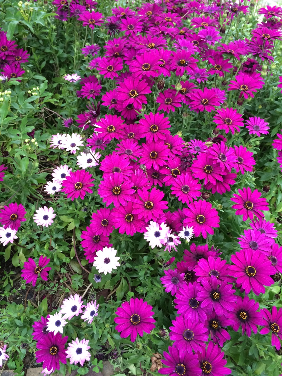 f:id:m-hatch:20150413000711j:plain f:id:m-hatch:20150413000711j:plain