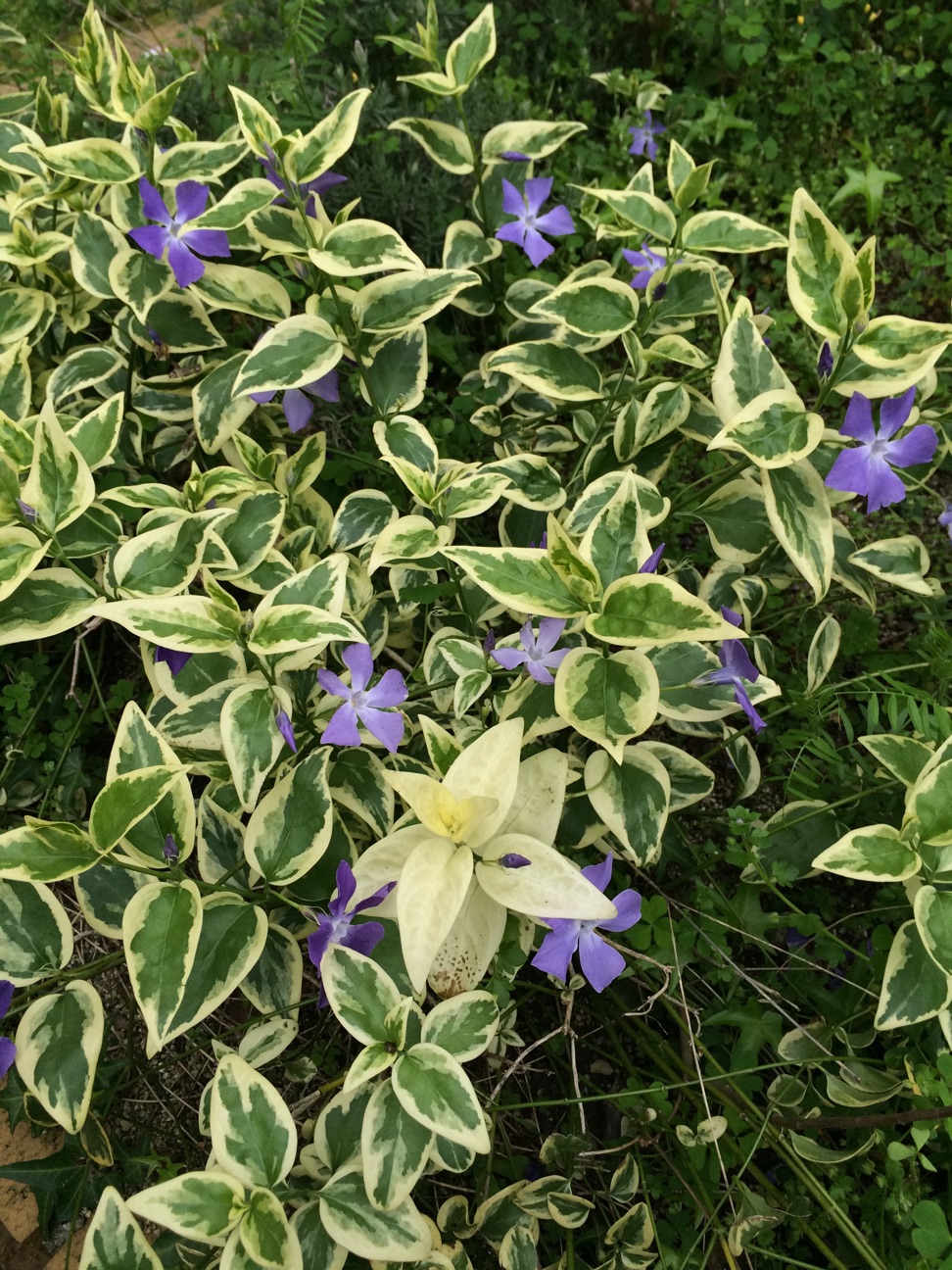 f:id:m-hatch:20150413000747j:plain f:id:m-hatch:20150413000747j:plain