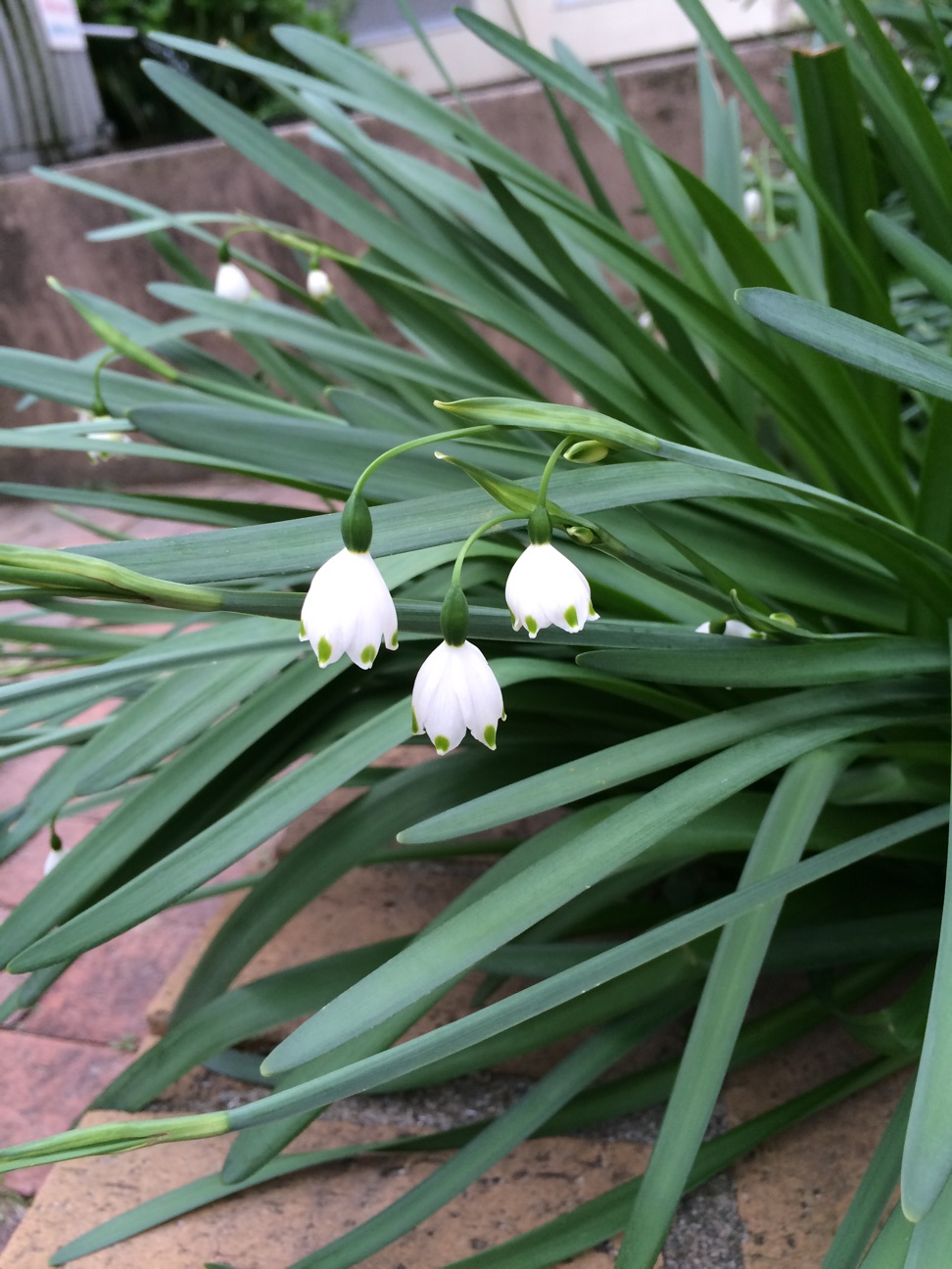 f:id:m-hatch:20150413000842j:plain f:id:m-hatch:20150413000842j:plain