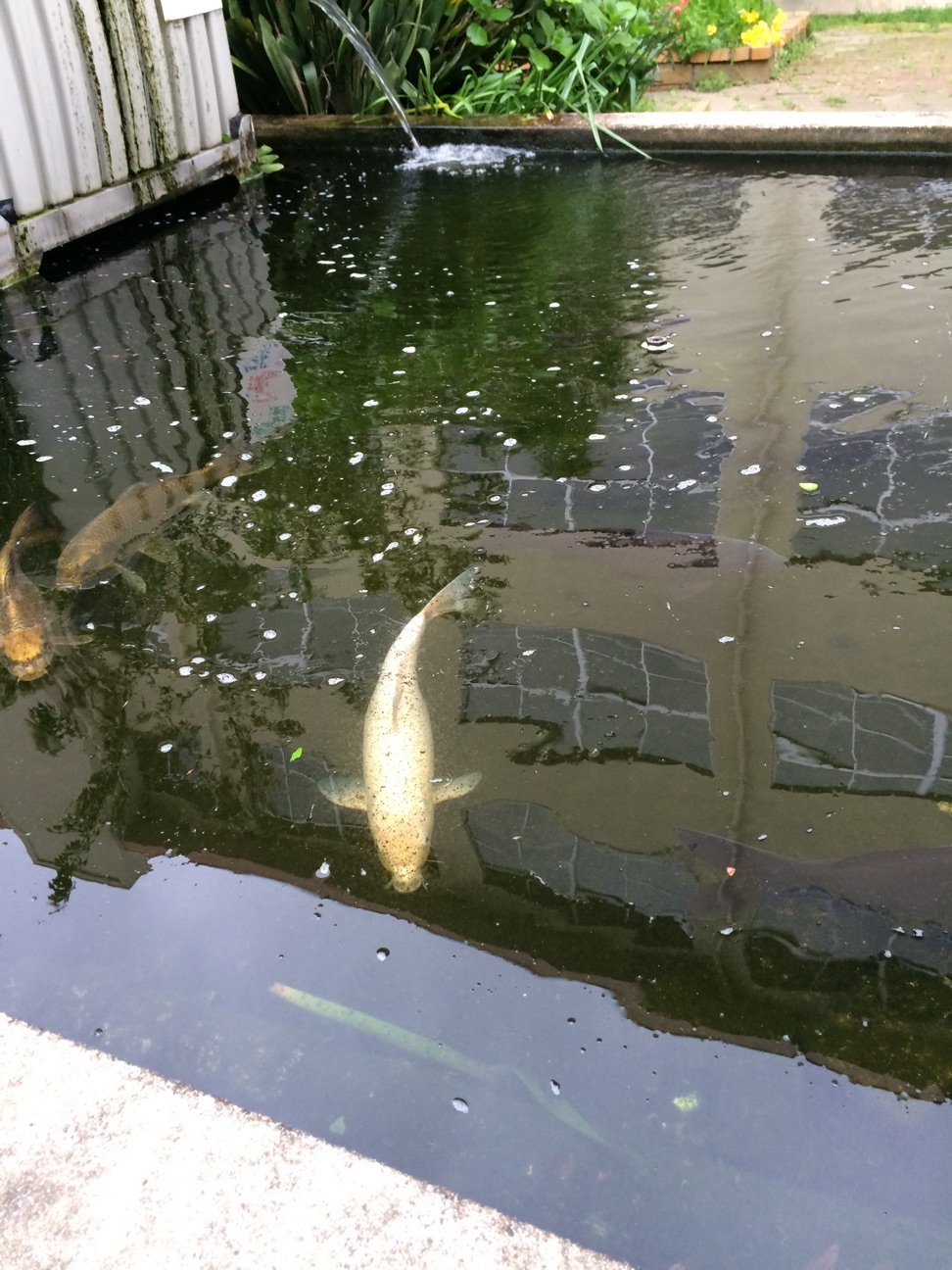 f:id:m-hatch:20150413002222j:plain f:id:m-hatch:20150413002222j:plain