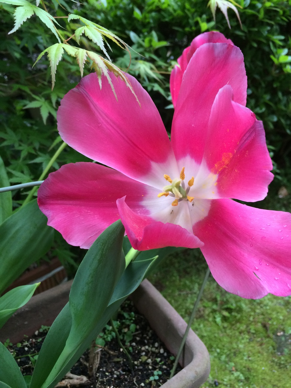 f:id:m-hatch:20150419151141j:plain f:id:m-hatch:20150419151141j:plain