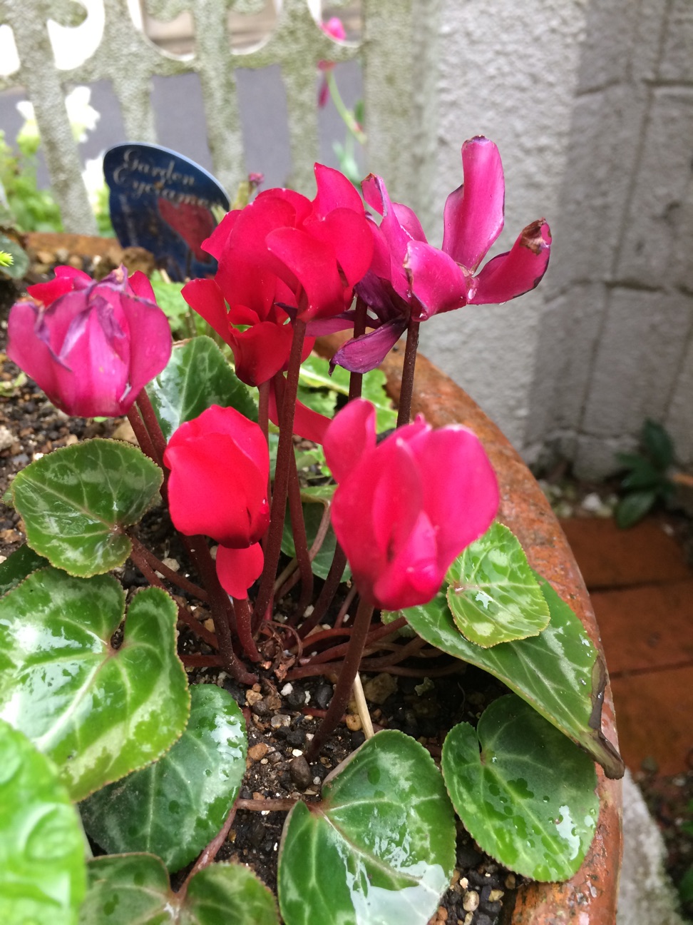 f:id:m-hatch:20150419152302j:plain f:id:m-hatch:20150419152302j:plain