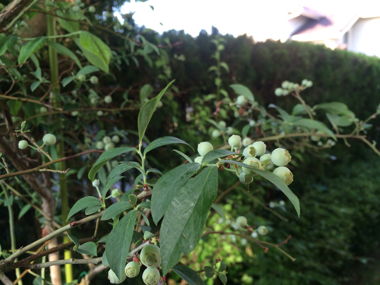 f:id:m-hatch:20150530194806j:image f:id:m-hatch:20150530194806j:image