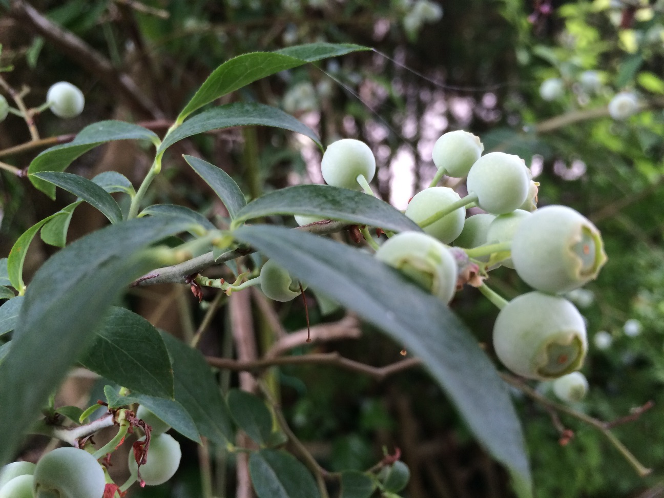 f:id:m-hatch:20150530194856j:image f:id:m-hatch:20150530194856j:image