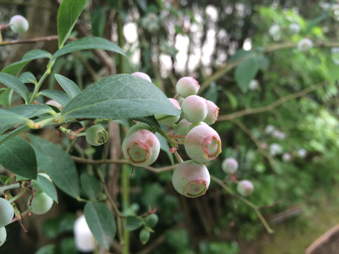 f:id:m-hatch:20150608210108j:image f:id:m-hatch:20150608210108j:image