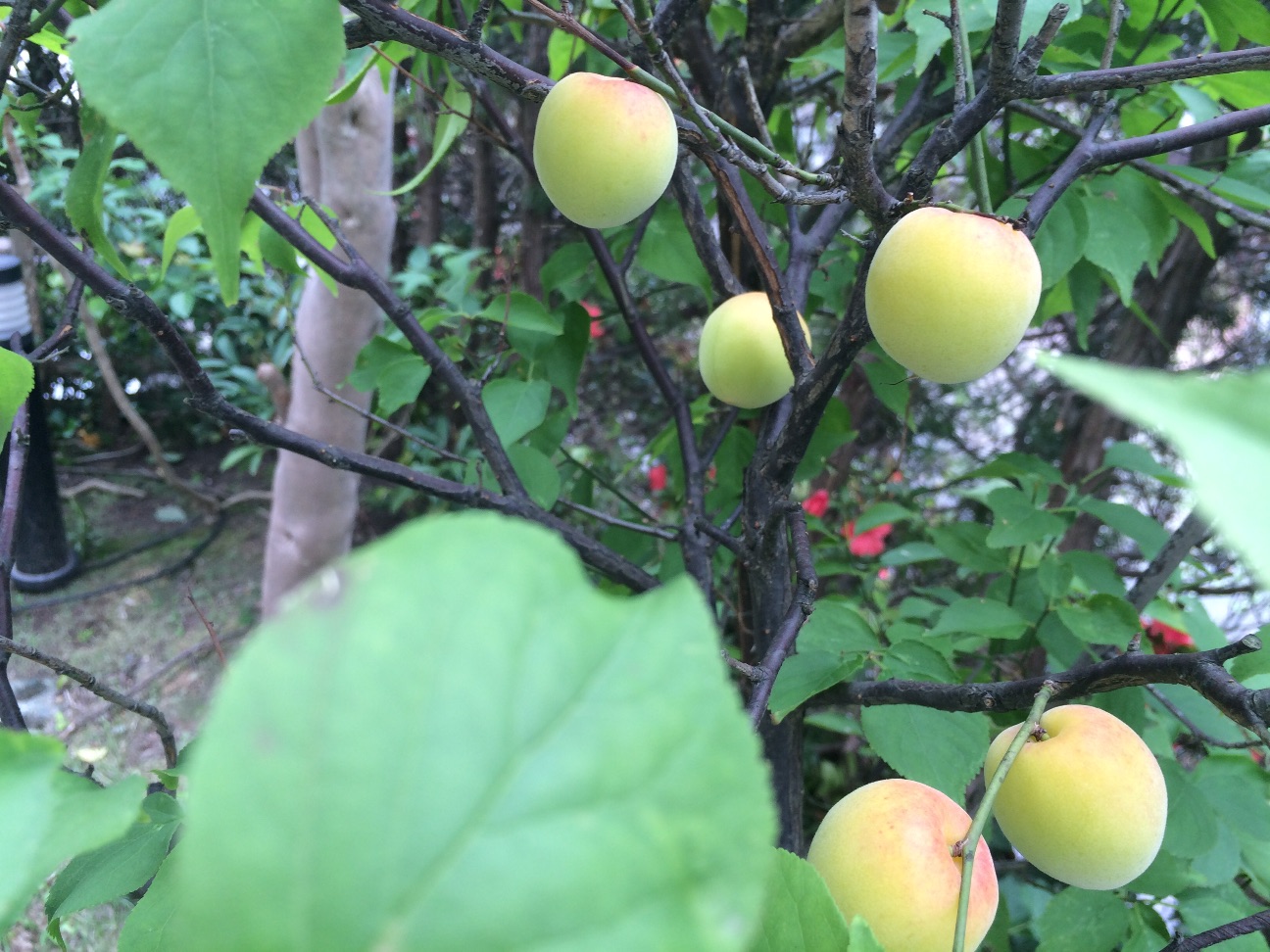 f:id:m-hatch:20150608210403j:image f:id:m-hatch:20150608210403j:image