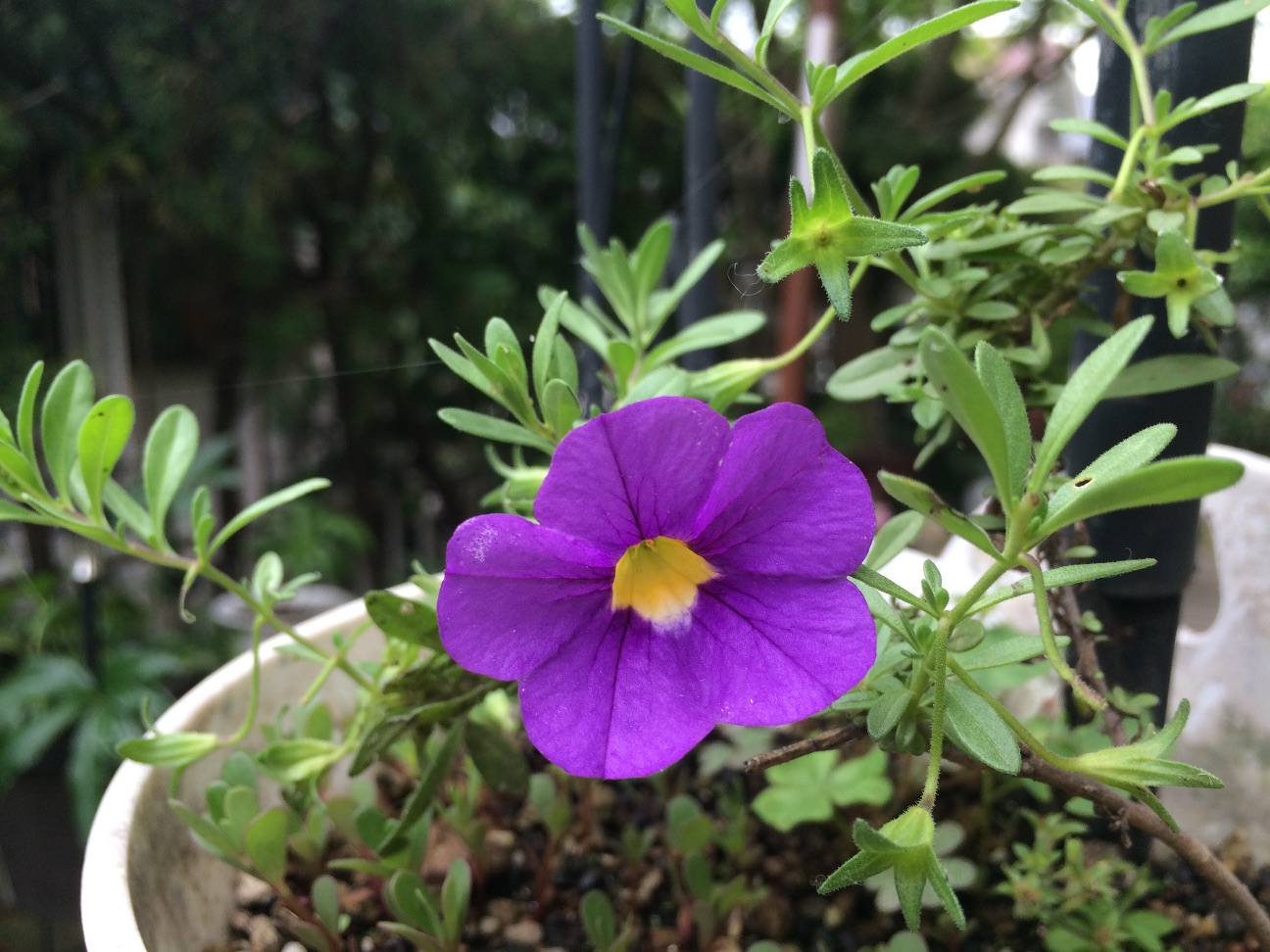 f:id:m-hatch:20150608210633j:image f:id:m-hatch:20150608210633j:image