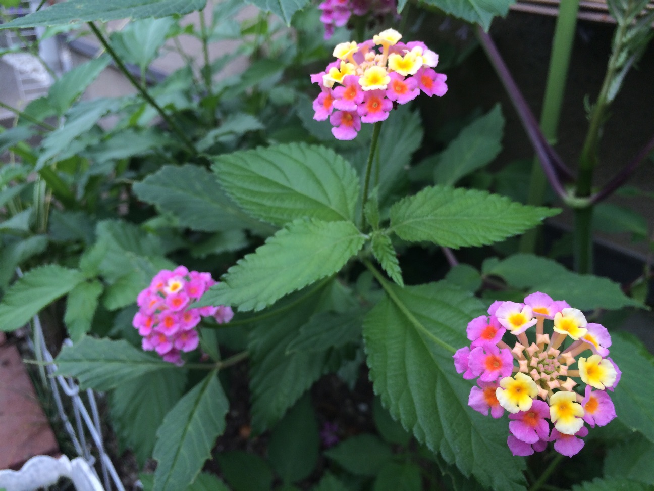 f:id:m-hatch:20150608210814j:image f:id:m-hatch:20150608210814j:image