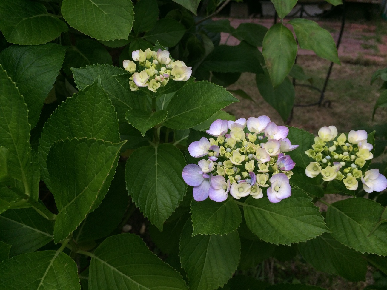 f:id:m-hatch:20150608212241j:image f:id:m-hatch:20150608212241j:image