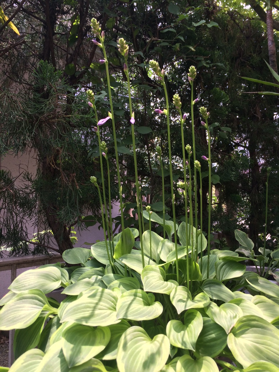 f:id:m-hatch:20150621192106j:image f:id:m-hatch:20150621192106j:image