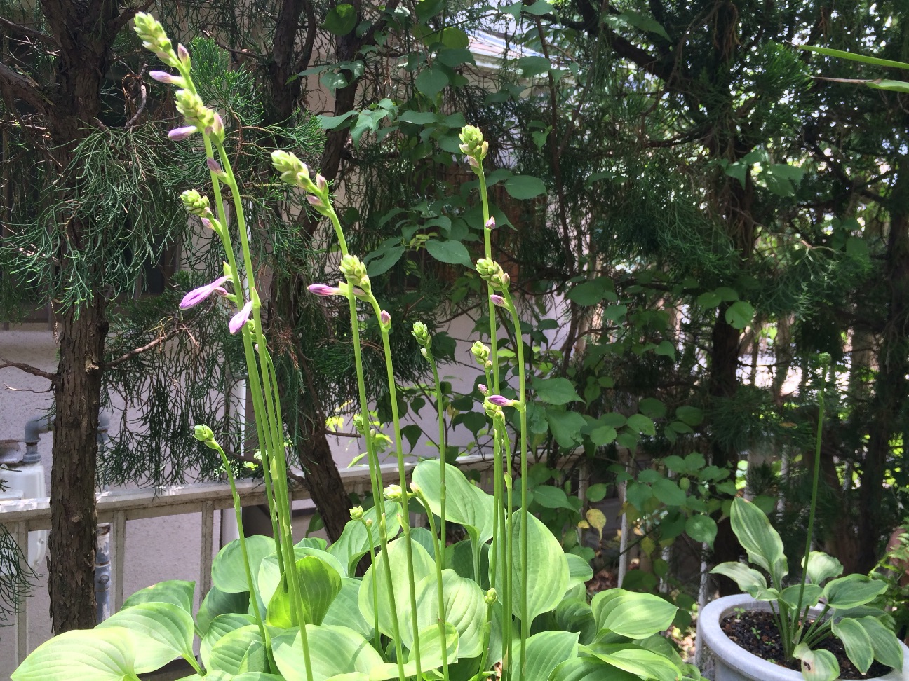 f:id:m-hatch:20150621192123j:image f:id:m-hatch:20150621192123j:image