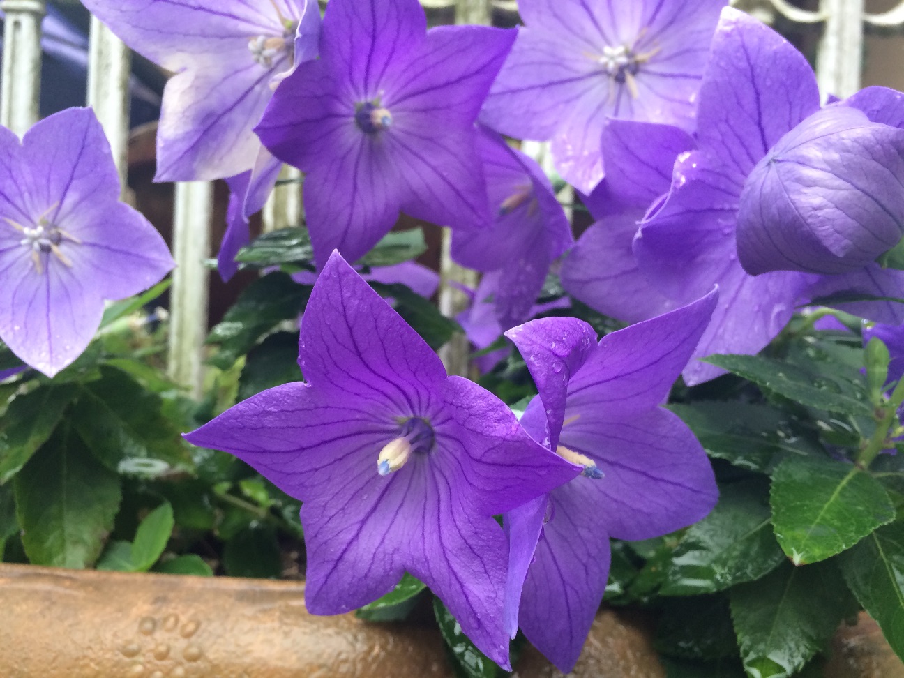 f:id:m-hatch:20150621192740j:image f:id:m-hatch:20150621192740j:image