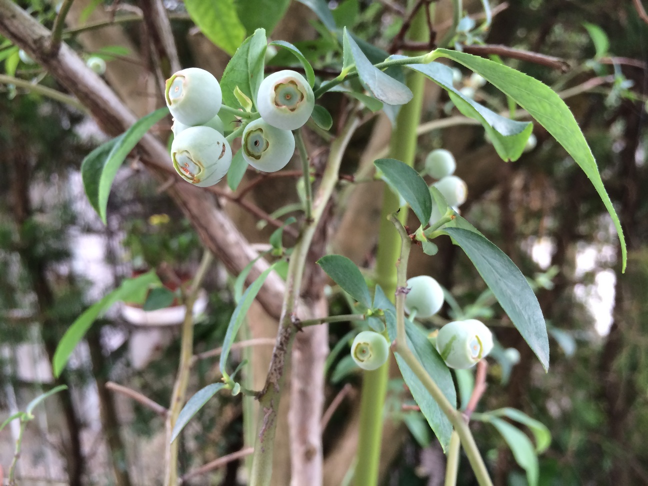f:id:m-hatch:20150624224133j:image f:id:m-hatch:20150624224133j:image