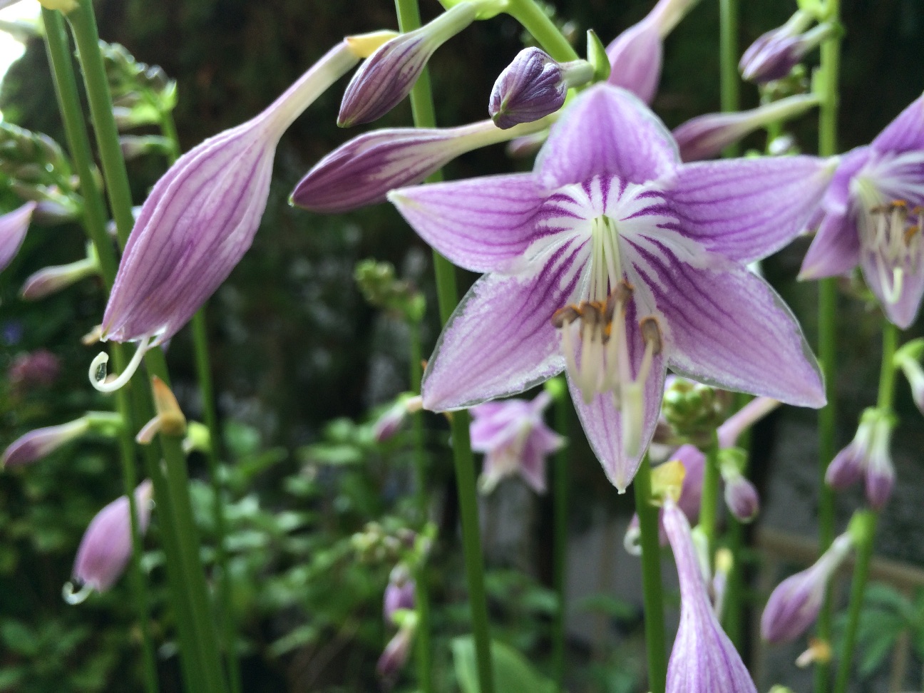 f:id:m-hatch:20150628232301j:image f:id:m-hatch:20150628232301j:image