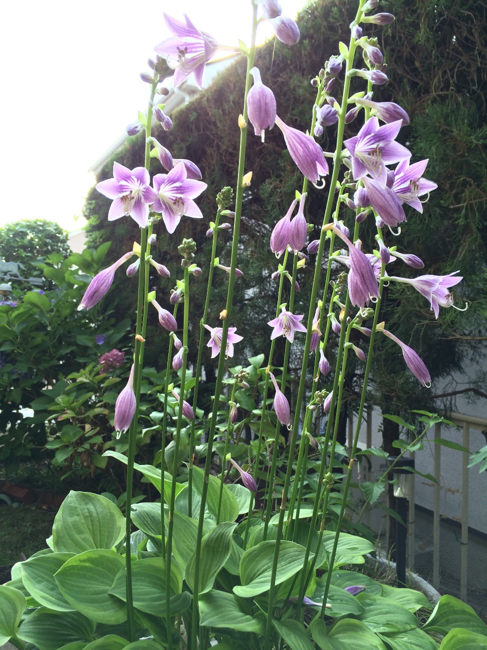 f:id:m-hatch:20150628232555j:image f:id:m-hatch:20150628232555j:image
