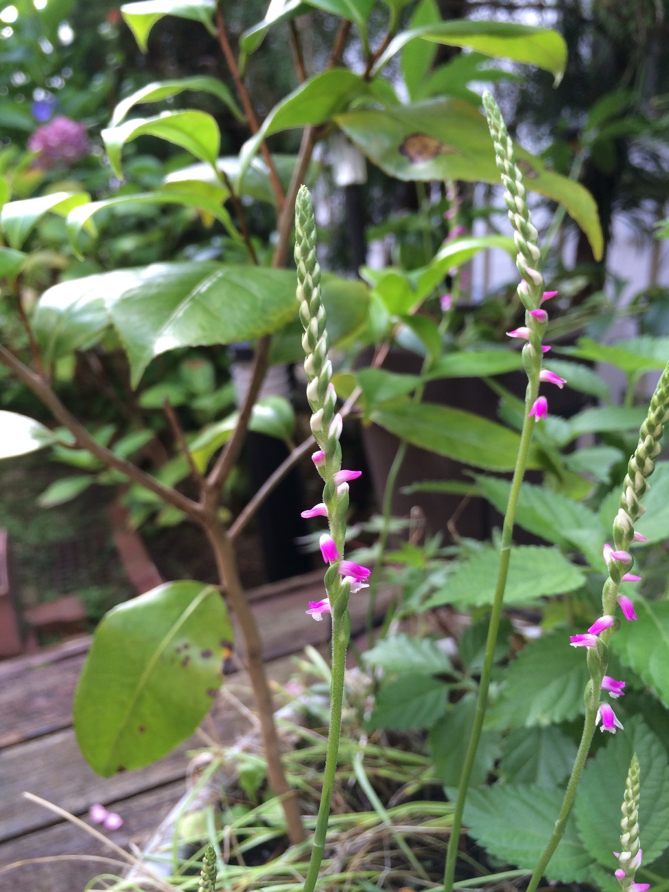 f:id:m-hatch:20150704003135j:image f:id:m-hatch:20150704003135j:image